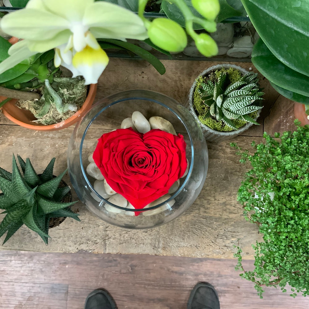 Red Preserved Rose Heart in Glass Bowl with River Rock and 2 Succulent Plants