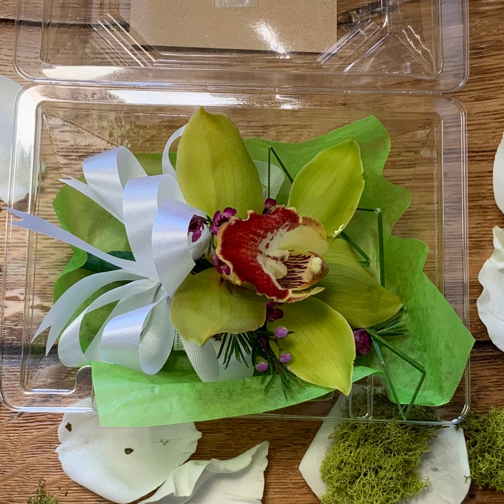 Cymbidium Orchid