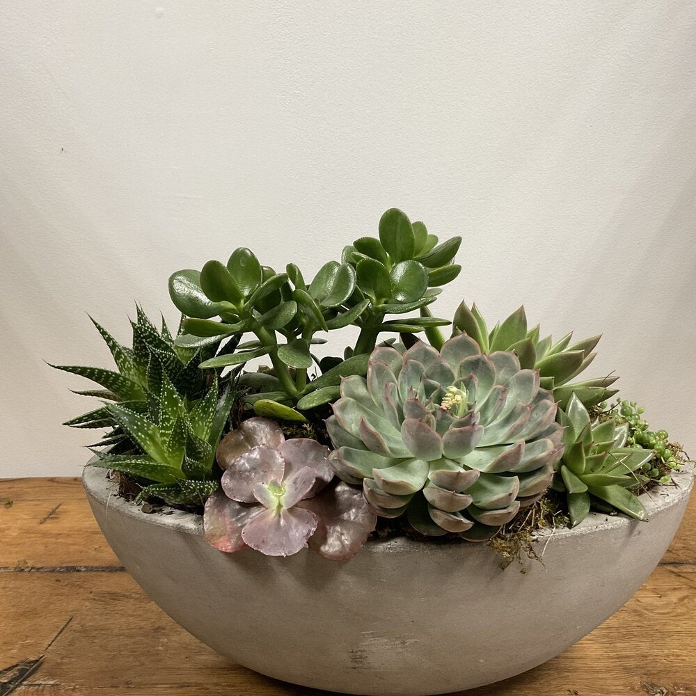 succulent in cement pot Succulents in Concrete Planter – Floral Petals of Westchester