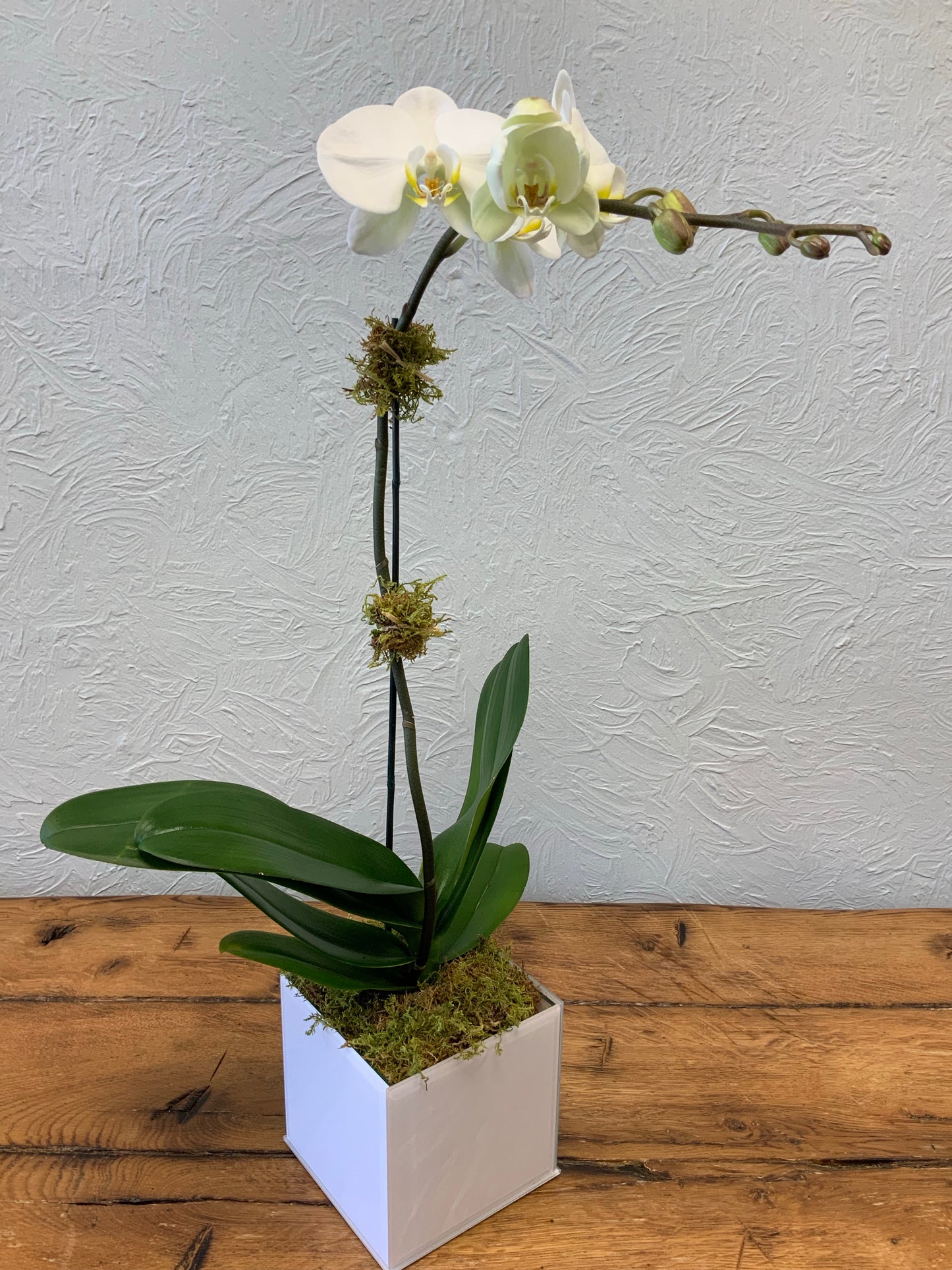 Orchid Single Stem Cermic Planter