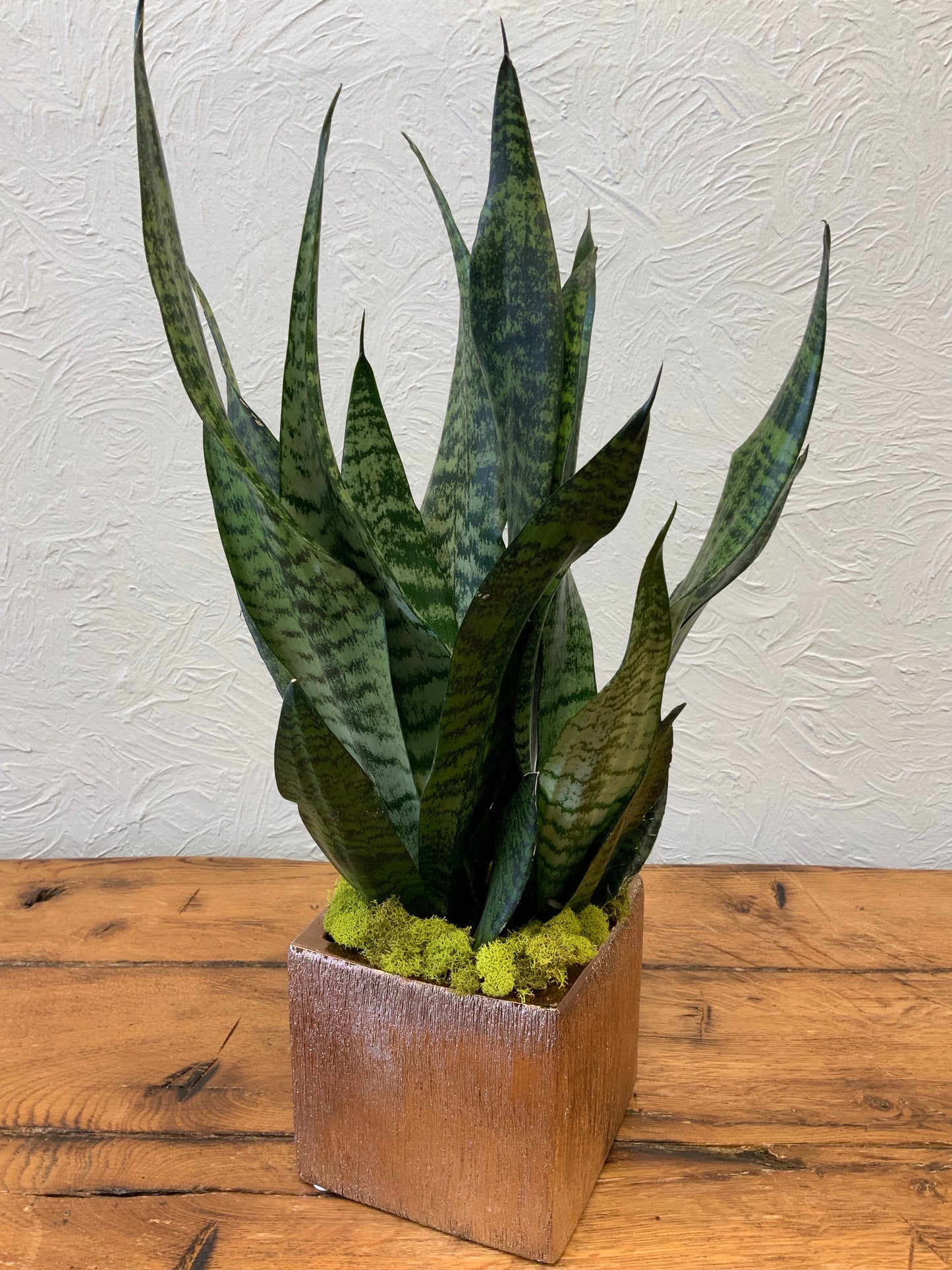 Snake Plant