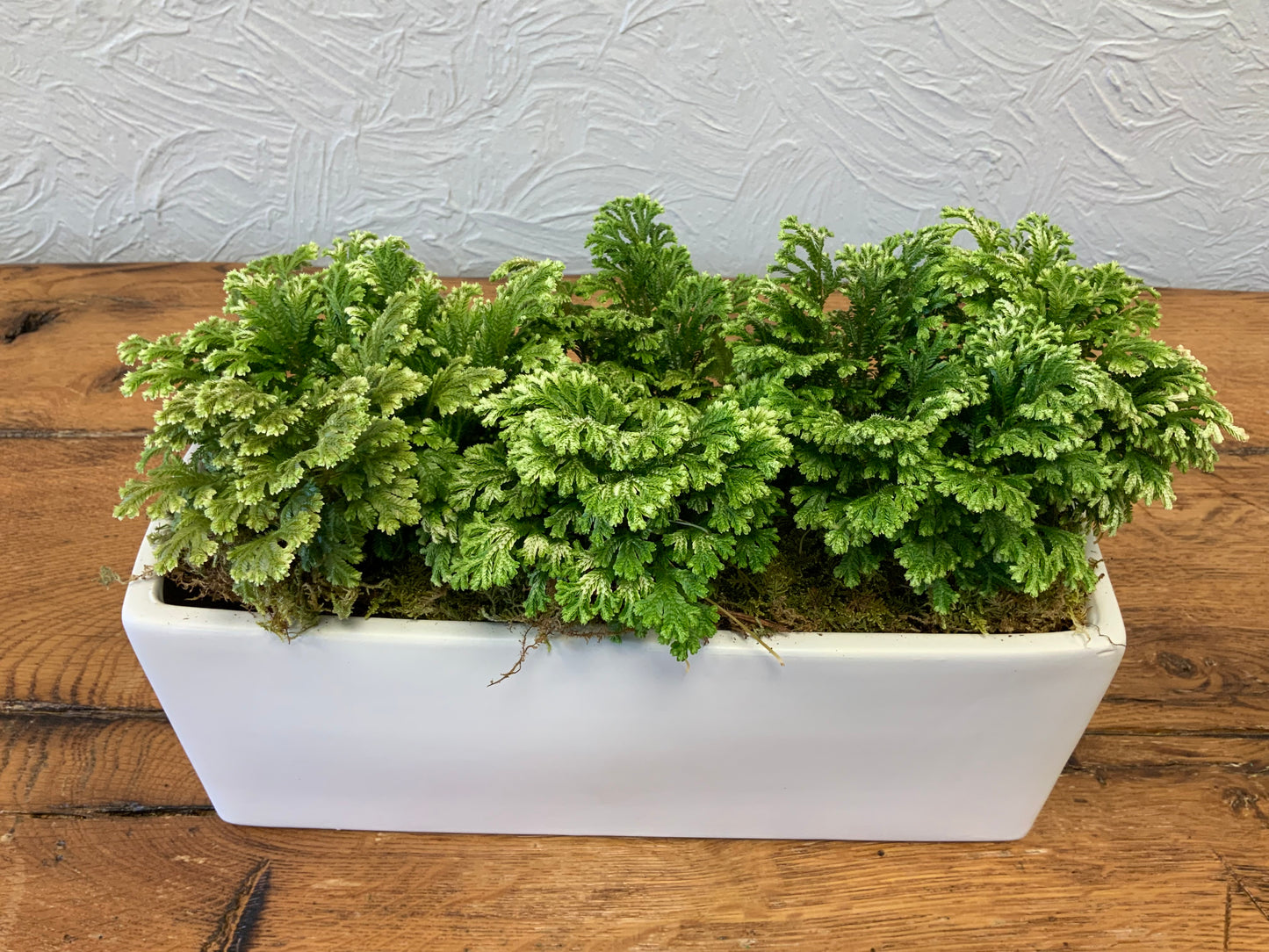 Selaginella in white ceramic
