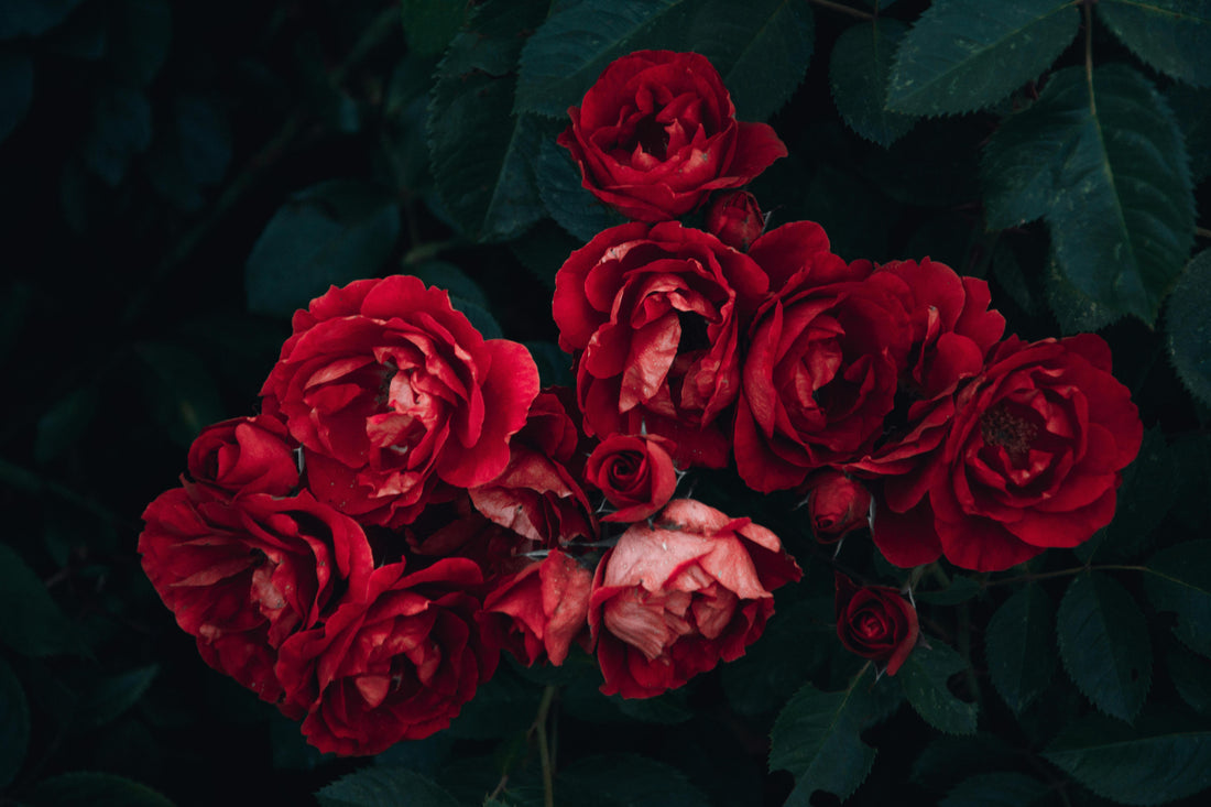 Hearts, Arrows, and Romance: Valentine's Day Trivia