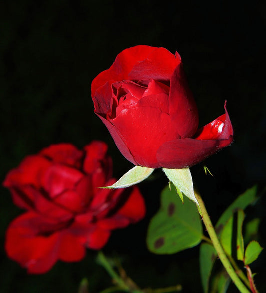 Deck Your Halls with Flowers
