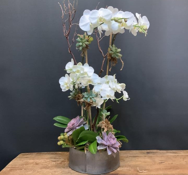 Orchids