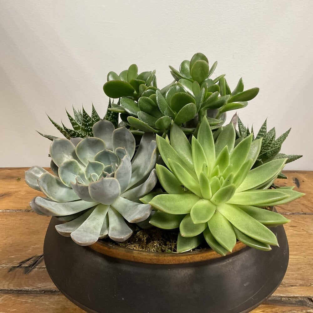 House Plants, Succulents