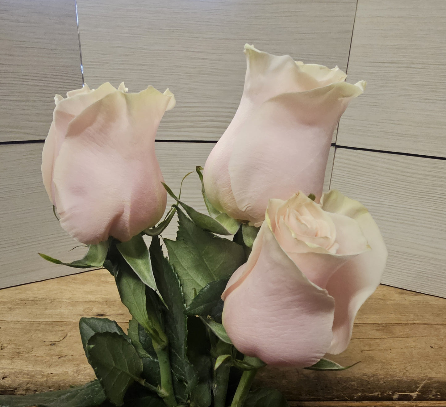 Classic Dozen Roses in a Vase