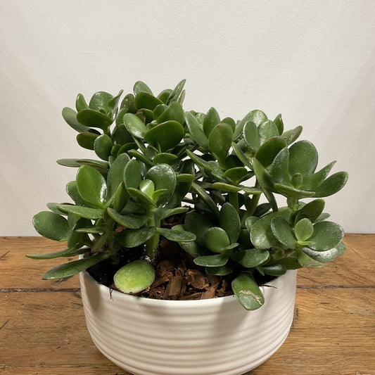Jade Plant in White Vase