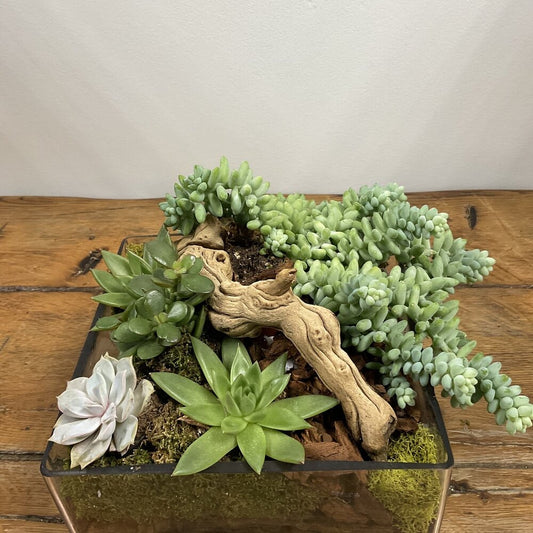 Succulents in Glass Container with Wooden Bog