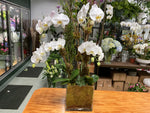 4 Stem White Orchid in Glass Vase