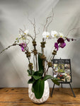 4 Stems White and Purple Orchid in White Ceramic Vase
