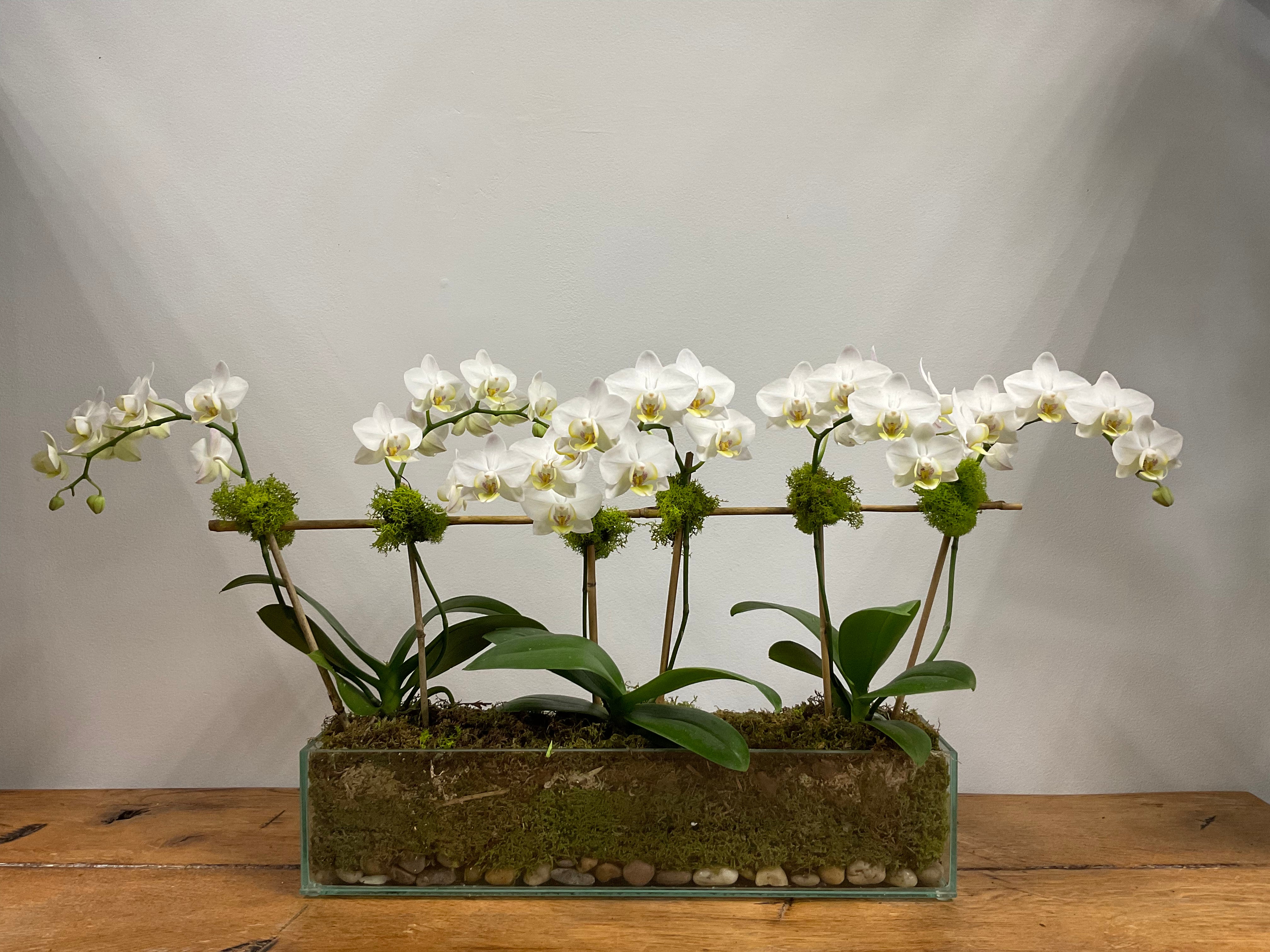 Mini White Orchids in Glass Vase (6 stems)