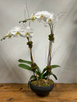 Double Stem White Orchid in Black Bowl