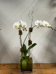 Double Stem White Orchid in Glass Vase