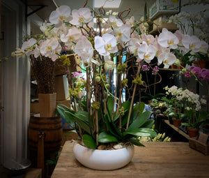 Orchids - 5 stems in ceramic bowl
