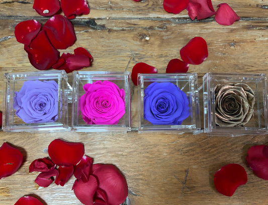 Single Preserved Rose in a Lucite Cube
