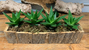 Aloe in rectangular 18" bark container
