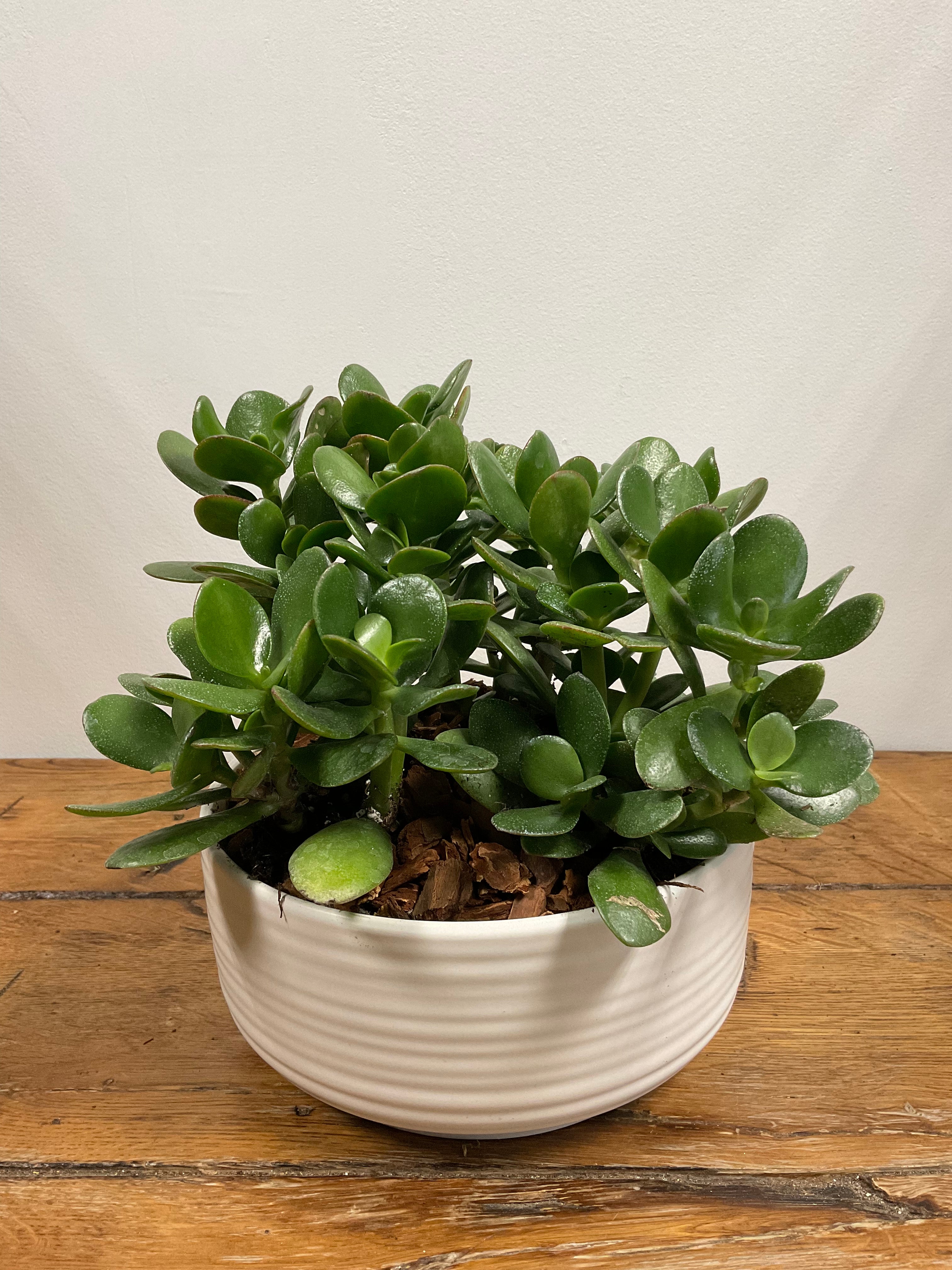Jade Plant in White Vase
