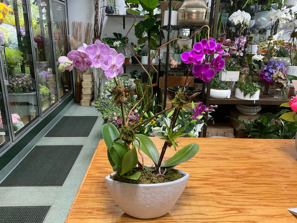 Mini Purple Tiger and Purple Orchid