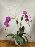 Double Stem Purple Orchid in White Ceramic Footed Vase