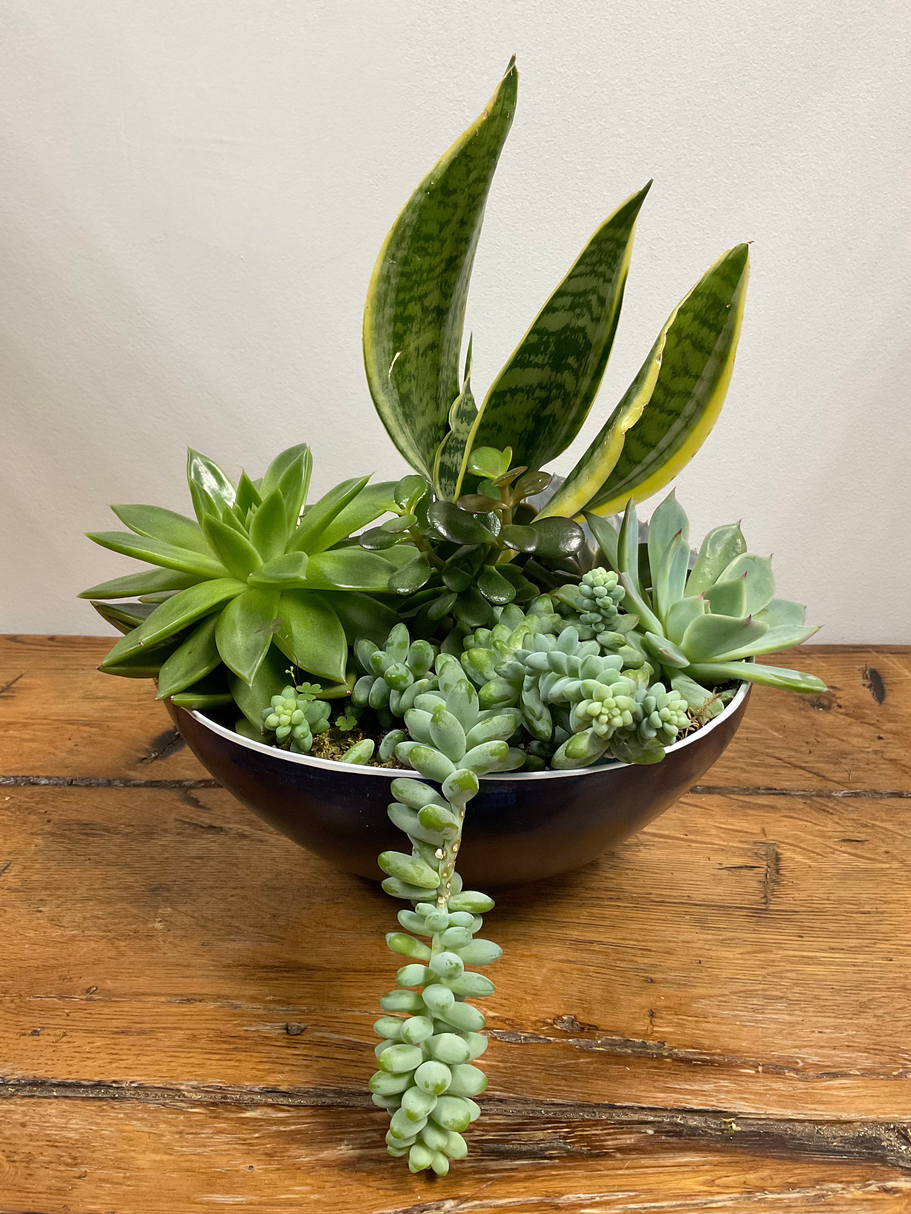 Succulent and Plant Collection