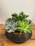 Succulents and Jade Plant in Black Bowl