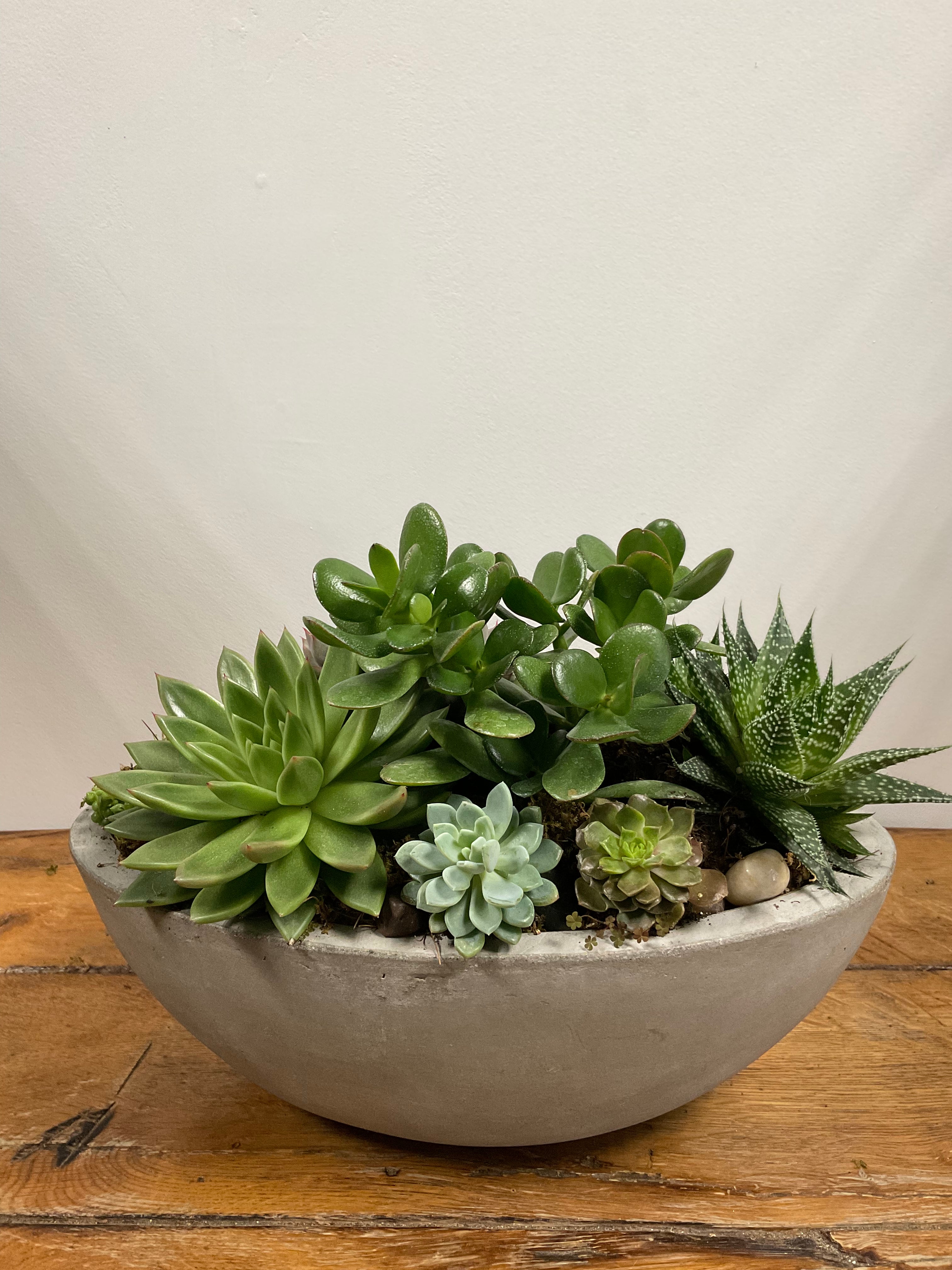 https://www.floralpetalsofwestchester.com/cdn/shop/products/SucculentsinConcretePlanter195_9aac3e0f-2bc6-4611-bf33-d5e64e308fe6.jpg?v=1746043538
