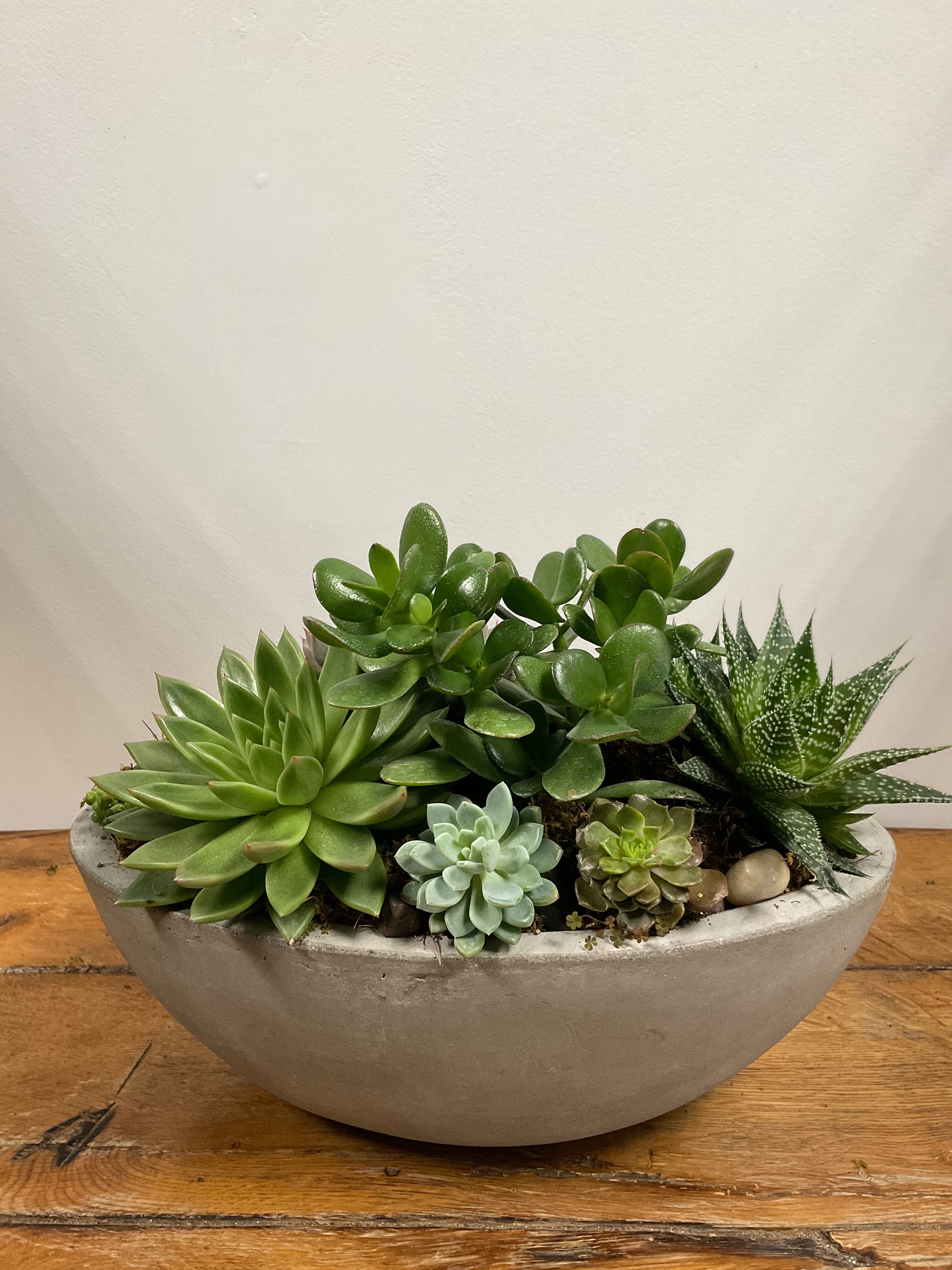 Succulents in Concrete Planter – Floral Petals of Westchester