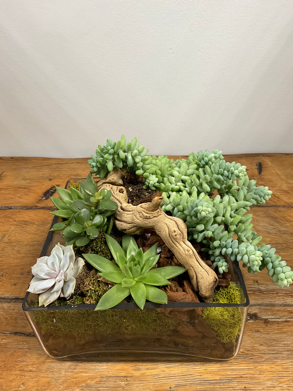 Succulents in Glass Container with Wooden Bog