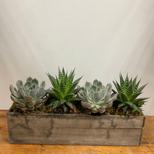 Succulents in Wooden Planter