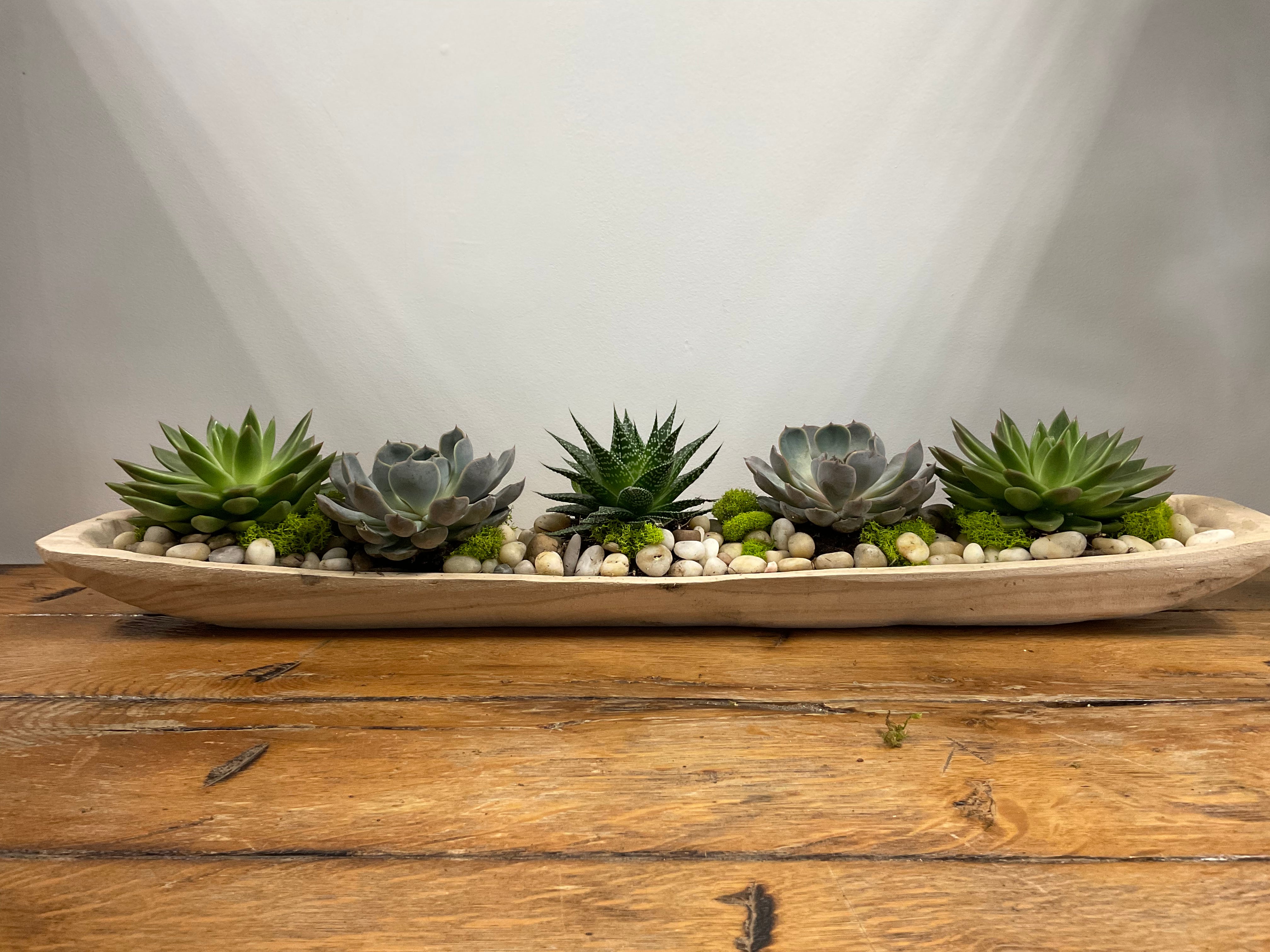 Large Succulents in Wooden Trough