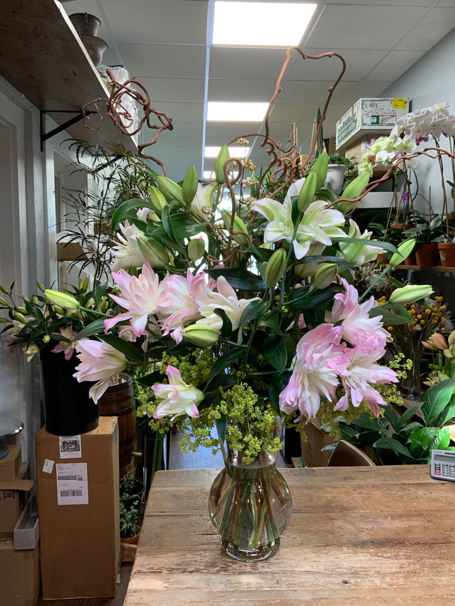 Lily Gazer
