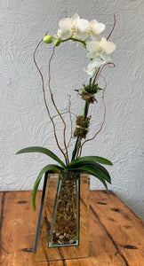 Orchid - single in mirrored vase