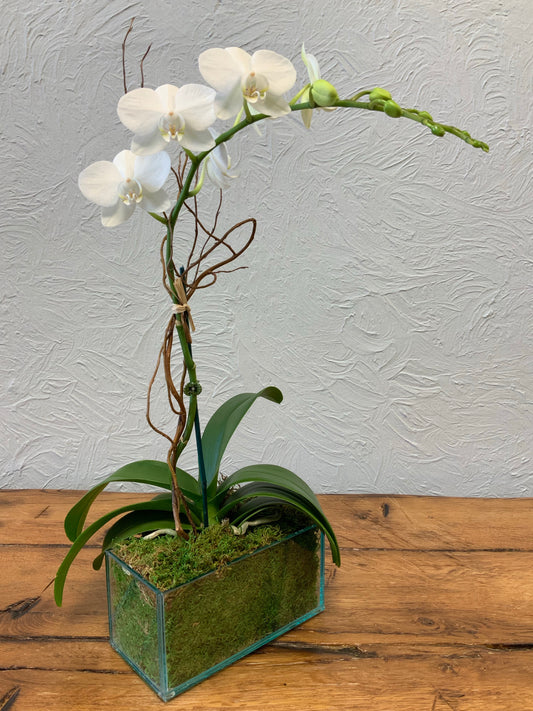 Orchid -mini