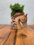 Selaginella in ceramic horse
