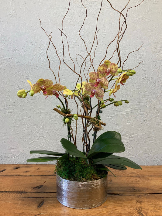 Orchid-triple