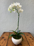 Orchid - single in ceramic pot