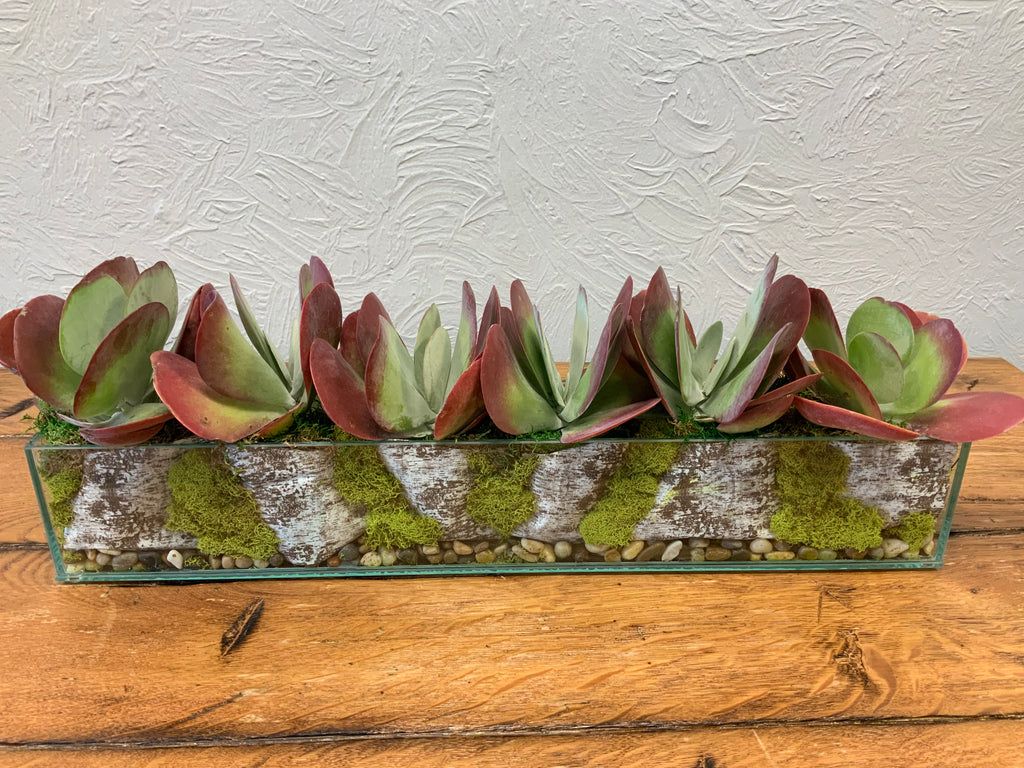 Succulent Planter/selection in 24"x 4" glass