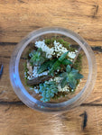 Succulent Planter/mixed in clear bowl terrarium