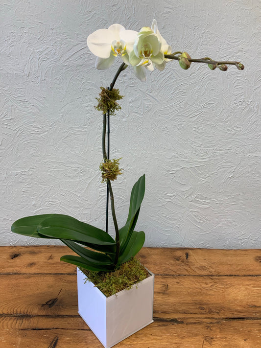 Orchid Single Stem Cermic Planter