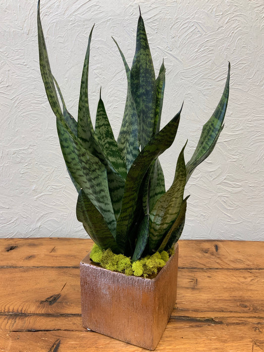 Snake Plant