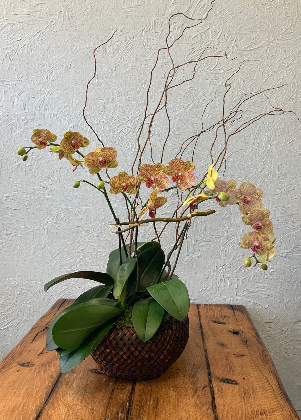 Orchid - double in woven basket
