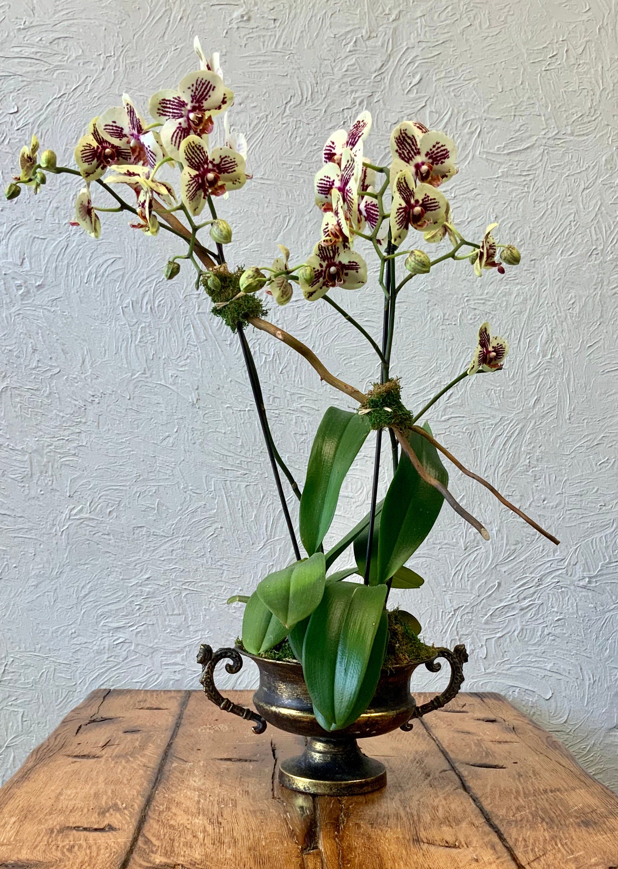 Orchid double in brass urn