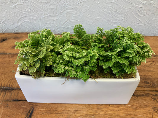 Selaginella in white ceramic