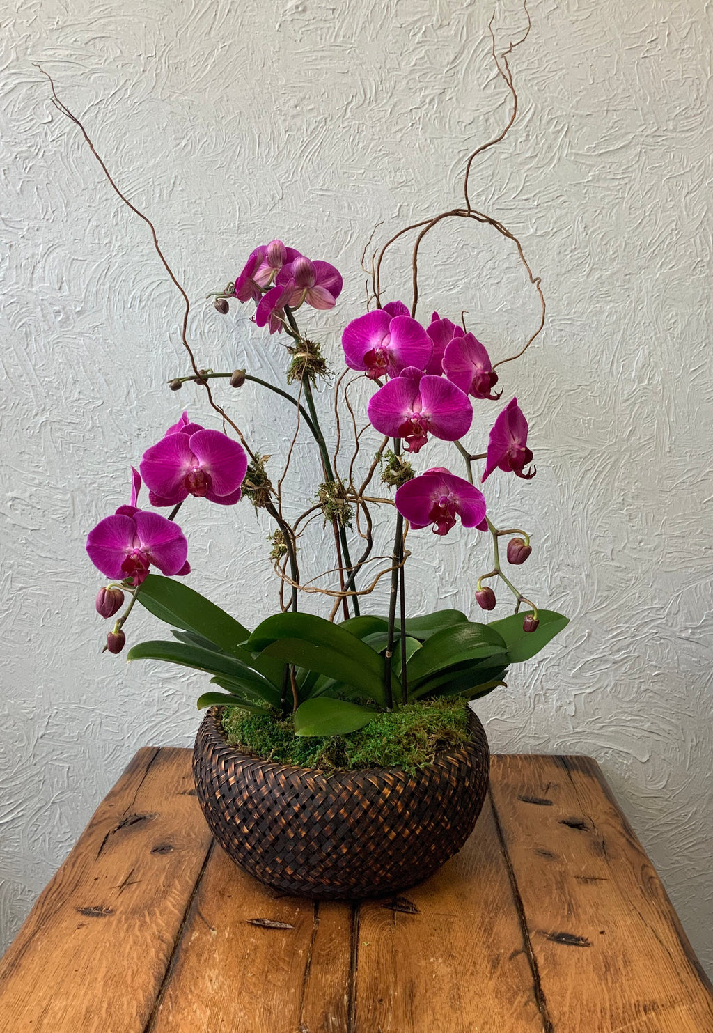 Orchid - triple in basket
